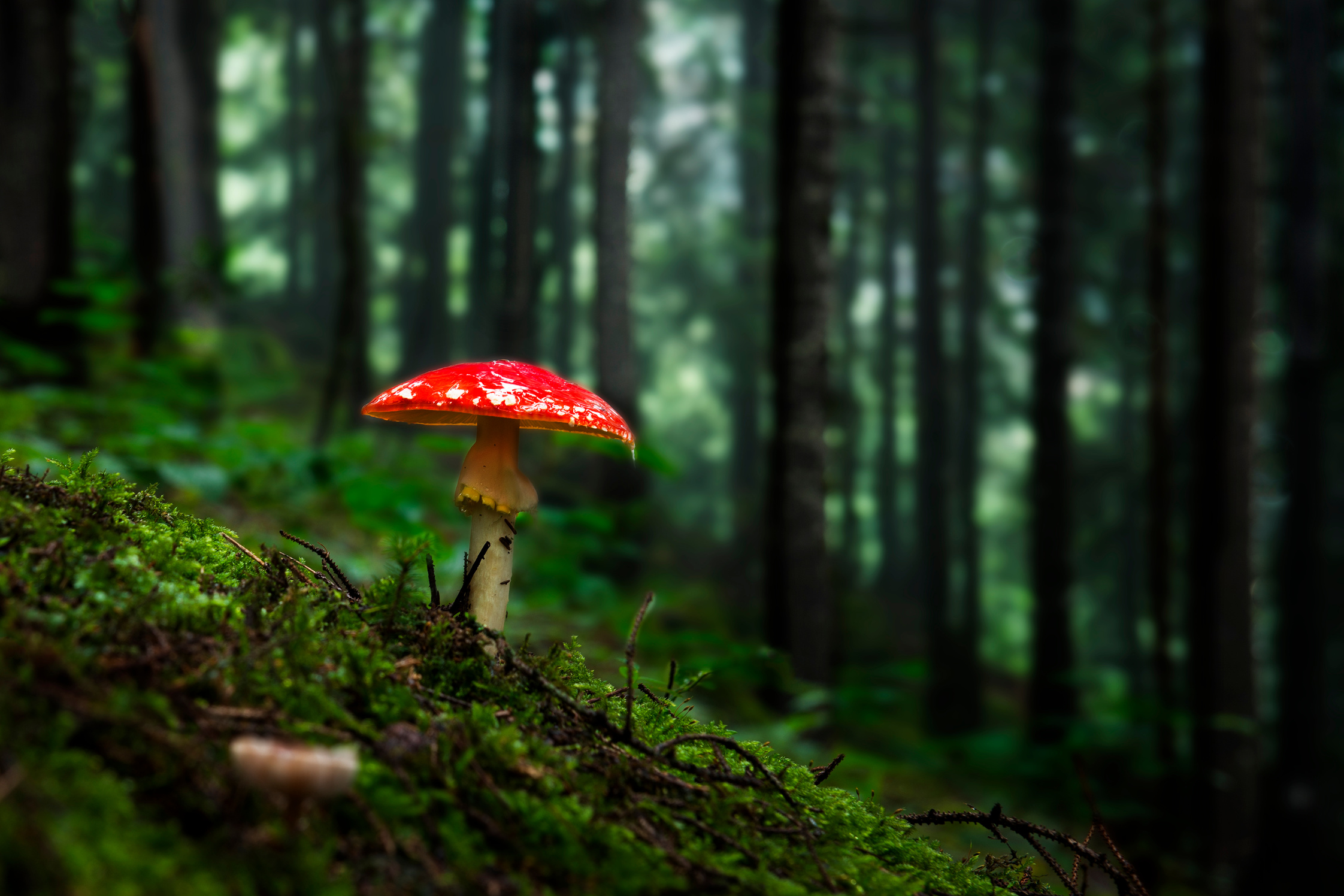mushroom